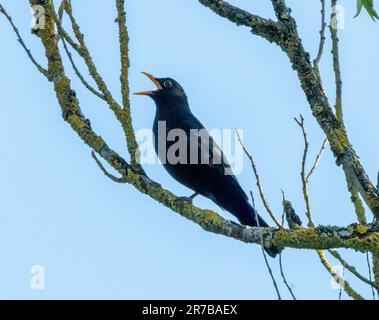 Männlicher Schwarzvogel (Turdus merula) singt in einem Baum, West Lothian, Großbritannien Stockfoto