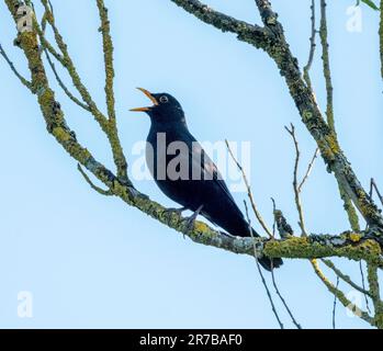 Männlicher Schwarzvogel (Turdus merula) singt in einem Baum, West Lothian, Großbritannien Stockfoto