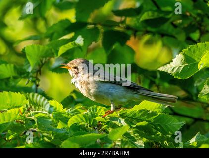 Willow Warbler (Phylloscopus trochilus) hoch oben in einem Baum, West Lothian, Schottland. Stockfoto