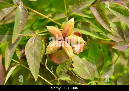 Samen von Pfingstrosen im Garten. Stockfoto