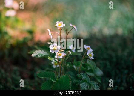 Sprossen in wilden Erdbeerblüten in Makro. Stockfoto