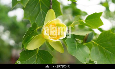 Tulpenbaum liriodendron tulipifera blüht. Schließen Stockfoto