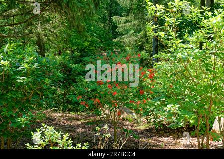 Flammenazaleabüsch mit leuchtenden Orangenblüten im Wald mit Sonnenlicht, das die Pflanze an einem sonnigen Tag im Frühling hervorhebt Stockfoto