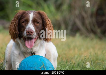 Englischer Springer Spaniel Hündchen Hündchen lag fröhlich auf dem Gras mit blauem Ball, der auf Kamera und Kopierraum schaute Stockfoto