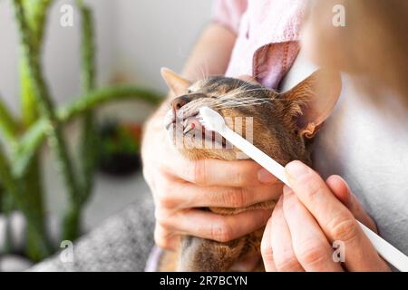 Zahnbürste für Tiere. Weißer Mann in einem rosa Hemd bürstet die Zähne einer blauen abyssinischen Katze vor dem Hintergrund grüner Pflanzen zu Hause. Anima Stockfoto