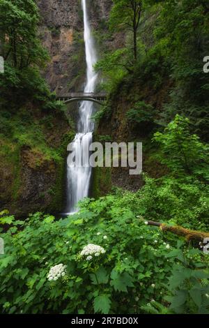 Üppiges Sommergrün im Frühling am Wasserfall Multnomah Falls in der schönen Columbia River Gorge, Oregon, im pazifischen Nordwesten der USA Stockfoto