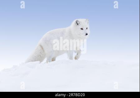 Polarfuchs, Polarregionen, Alaska Stockfoto
