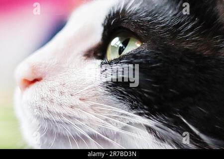 Nahaufnahme der Augen einer aufblickenden Smoking-Katze Stockfoto