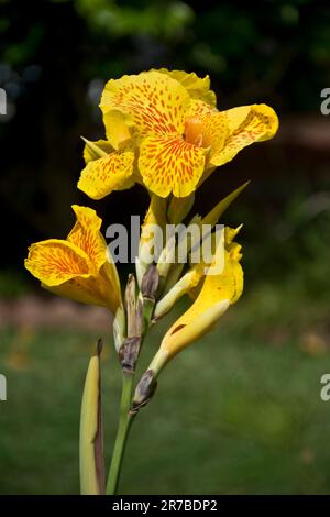 Wunderschöne und lebendige goldgelbe Canna Lilienblumen, die im späten Frühling blühen Stockfoto