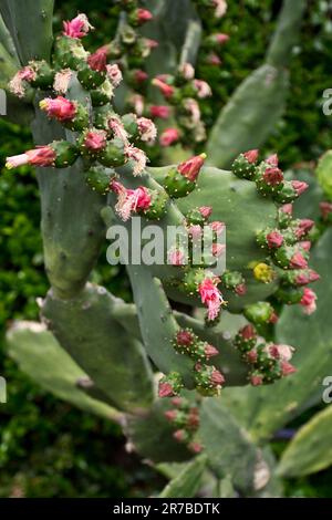 Eine Opuntia-Kaktuspflanze blüht im Frühling mit roten Blumen und Früchten Stockfoto