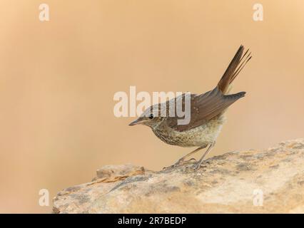 Juvenile Common Nightingale, Luscinia megarhynchos megarhynchos, im Sommer in Nordspanien. Stockfoto