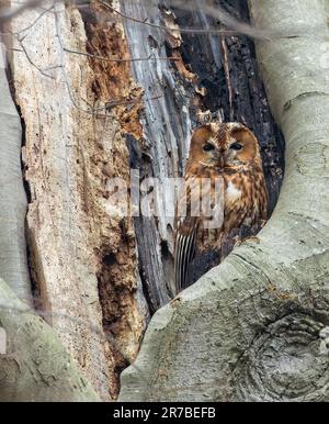 Erwachsener Rupus-Morph Tawny Owl (Strix aluco) schläft in einem Baum in Wassenaar, Niederlande. Stockfoto