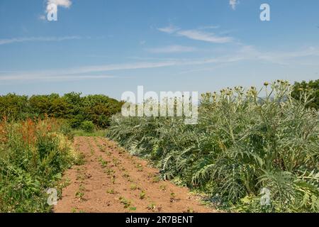 Kardonen-Disteln, Cynara cardunculus Stockfoto