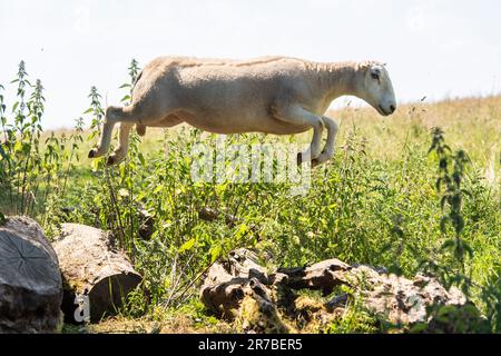 Lustige springende Schafe Stockfoto