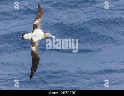 Erwachsener Kurzschwanz-Albatross (Phoebastria albatrus) auf See vor der Insel Torishima, Japan. Auch bekannt als Stellers Albatros. Stockfoto