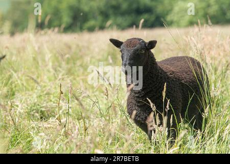 Schwarzes walisisches Berglamm Stockfoto