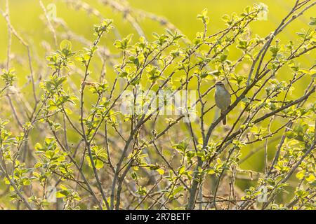 Sängermännchen Sedge Warbler, Acrocephalus schoenobaenus, in den Niederlanden. Stockfoto