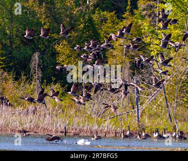 Gruppe von Kanadischen Gänsen, die im Wasser landen, mit immergrünen Bäumen im Hintergrund in ihrer Umgebung und ihrem umliegenden Lebensraum. Ein Vogelschwarm. Stockfoto