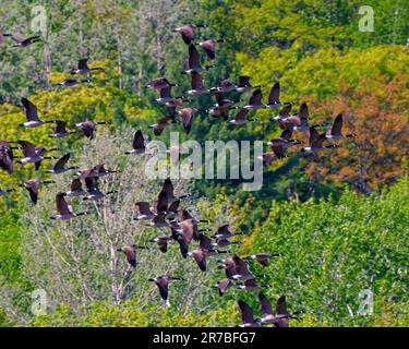 Gruppe von Kanadischen Gänsen, die über immergrünen Bäumen in ihrer Umgebung und ihrem Lebensraum fliegen. Ein Vogelschwarm. Fliegende Vögel. Stockfoto