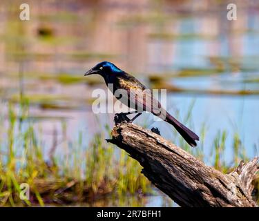 Nahaufnahme von Common Grackle, hoch oben auf einem Stumpf mit unscharfem Hintergrund, in seiner Umgebung und Umgebung. Grackle Picture. Stockfoto