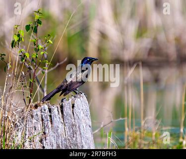 Nahaufnahme von Common Grackle, hoch oben auf einem Stumpf mit unscharfem Hintergrund, in seiner Umgebung und Umgebung. Grackle Picture. Stockfoto