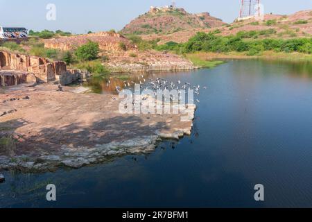 Eine Taubenherde, Columba livia domestica oder Columba livia forma domestica, die Vögel über dem See Jaswant Thada cenotaph; Jodhpur fliegen. Stockfoto