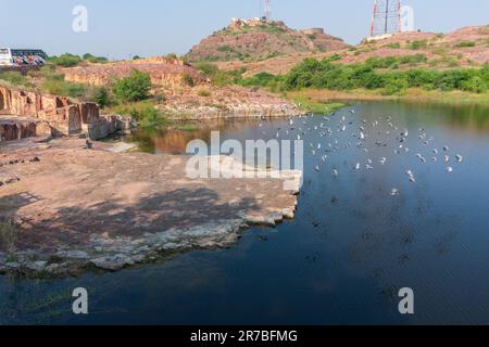 Eine fliegende Herde Tauben, Columba livia domestica oder Columba livia forma domestica, Vögel auf dem See Jaswant Thada cenotaph; Jodhpur, Rajasthan, Stockfoto