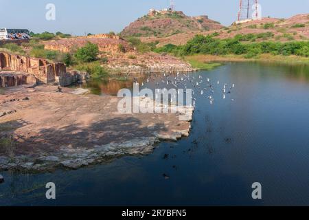 Eine fliegende Herde Tauben, Columba livia domestica oder Columba livia forma domestica, Vögel auf dem See Jaswant Thada cenotaph; Jodhpur, Rajasthan, Stockfoto