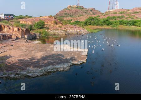 Eine Taubenherde, Columba livia domestica oder Columba livia forma domestica, die Vögel über dem See Jaswant Thada cenotaph; Jodhpur fliegen. Stockfoto