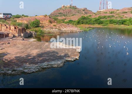 Eine Taubenherde, Columba livia domestica oder Columba livia forma domestica, die Vögel über dem See Jaswant Thada cenotaph; Jodhpur fliegen. Stockfoto