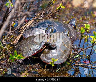 Drei bemalte Schildkröten stehen auf einem Mooswald mit Sumpfvegetation in ihrer Umgebung und Umgebung. Eine Schildkröte steht auf den anderen. Stockfoto