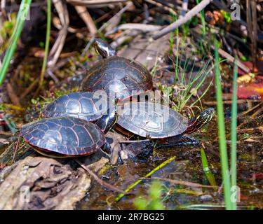 Eine Gruppe bemalter Schildkröten steht auf einem Mooswald mit Sumpfvegetation in ihrer Umgebung und ihrem Lebensraum. Schildkrötenfoto. Stockfoto