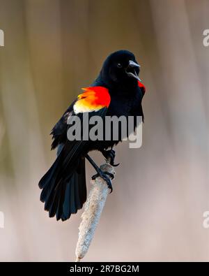 Red-Winged Blackbird Männchen aus nächster Nähe, hoch oben auf einem Cattail mit verschwommenem Hintergrund in seiner Umgebung und Umgebung. Stockfoto