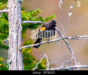 Red-Winged Blackbird Männchen aus nächster Nähe, hoch oben auf einem Moos-Ast mit Nadelbaum und braunem Hintergrund in seiner Umgebung und seinem Lebensraum. Stockfoto