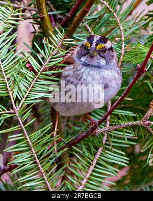 Weißer Spatzen Jungvogel aus nächster Nähe, hoch oben auf einem Ast mit Nadelwäldern in seiner Umgebung. Stockfoto