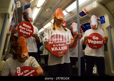 London, Großbritannien. 14. Juni 2023 PETA-Aktivisten, die Schaf- und Kuhmasken tragen, veranstalten einen Protest in einem Londoner U-Bahn-Zug, in dem gefordert wird, dass die britische Regierung das Gesetz über gehaltene Tiere wieder einführt und Exporte lebender Tiere verbietet. Stockfoto