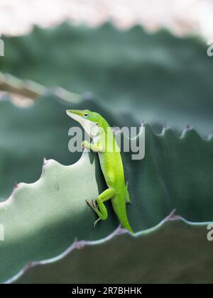 Eine grüne Anole, Anolis carolinensis, die auf einem Agoraktus-Blatt posiert. Stockfoto