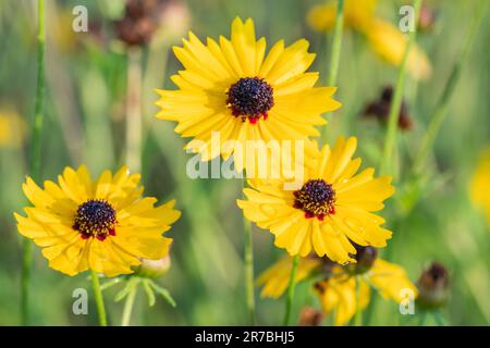 Goldene Welle, Coreopsis basalis, wächst auf einer Sommerwiese. Stockfoto