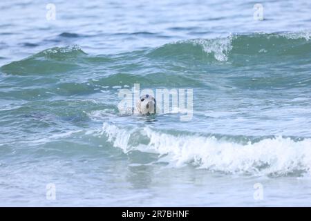 Graue Seehunde, die in der Nordsee schwimmen Stockfoto