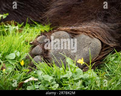 Die Hinterpfote eines Braunbären (Ursus arctos). Pfote mit kurzen Klauen, die auf grünem Gras liegen. Nahaufnahme des hinteren Beins mit nassem Fell. Stockfoto