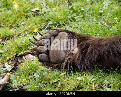 Die Vorpfote eines Braunbären (Ursus arctos). Pfote mit Klauen auf grünem Gras. Nahaufnahme des vorderen Beins mit nassem Fell. Stockfoto