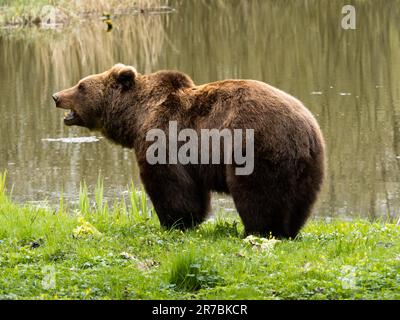 Eurasischer Braunbär, der vor einem See steht. Ursus arctos Tier mit offenem Mund. Tierwelt in der Natur. Stockfoto