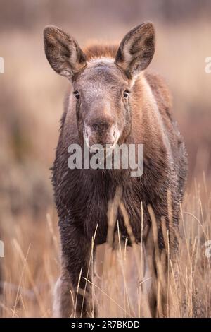 Ein erwachsener Elch steht an einem sonnigen Tag inmitten einer üppigen, grasbewachsenen Wiese Stockfoto