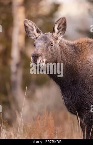 Ein erwachsener Elch steht an einem sonnigen Tag inmitten einer üppigen, grasbewachsenen Wiese Stockfoto