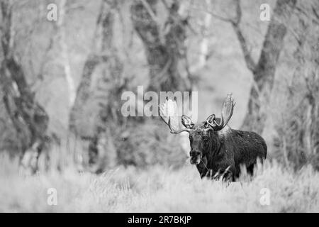 Eine Graustufe eines Elchs, der auf einem üppig grünen Feld steht, umgeben von Bäumen Stockfoto