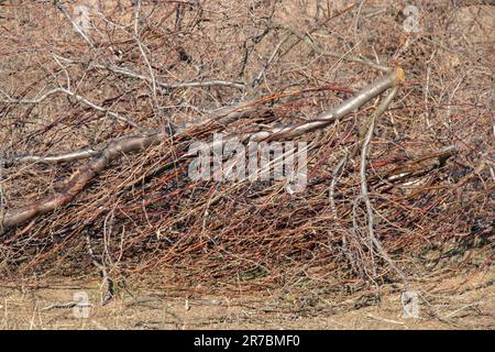 Tagsüber ein Haufen kleiner, gesägter Äste im Wald Stockfoto