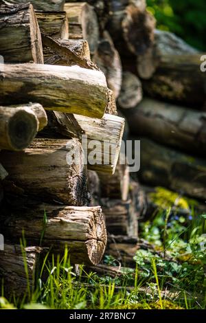Ein weicher Teddybär steht inmitten eines Haufens frisch geschnittener Baumstämme in einer ruhigen Waldlandschaft Stockfoto