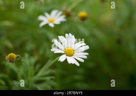 Ein Bild von einem Haufen weißer Gänseblümchen mit hellgelben Mittelpunkten, die in einem grasbedeckten Feld wachsen Stockfoto