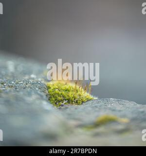Eine Makroaufnahme eines kleinen Flecks grünen Moos, das auf einem grauen Betonblock wächst Stockfoto