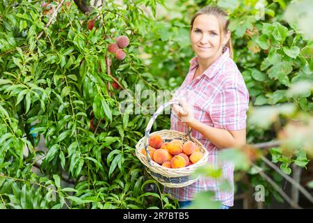 Bauernfrau pflückt reife Pfirsiche reife Pfirsiche vom Baum in einen Korb im Garten Stockfoto